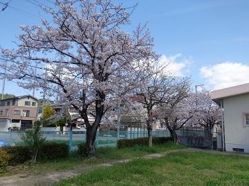 桜の木の写真