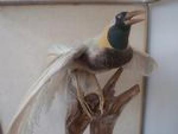 小林平一氏寄贈鳥の標本その2