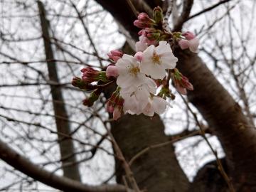 桜の開花写真