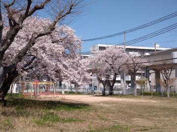 公園の桜の写真