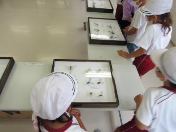 昆虫を観ている児童の写真の1枚目
