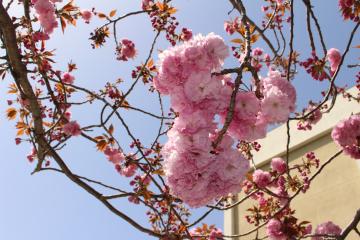 八重桜「関山」