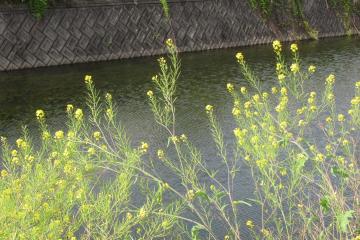 神谷川の菜の花
