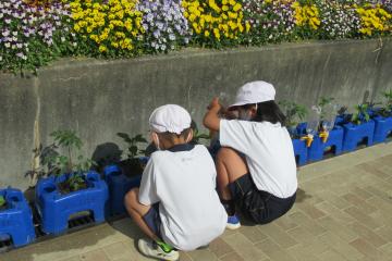 プランターの野菜に水やり