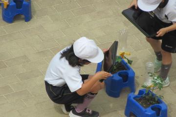 クロムブックで野菜の苗を撮影