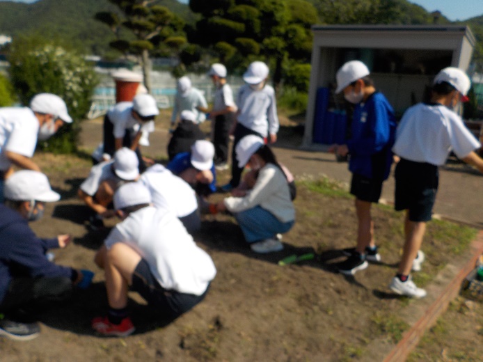 種植えの様子その1