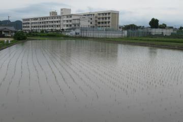 梅雨空の校舎と田んぼ