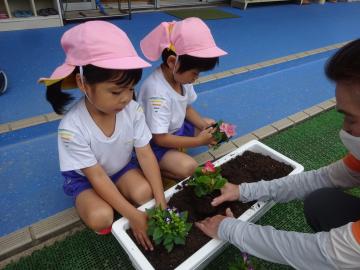 花の苗を植える様子その4