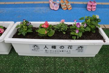 植えた花その1