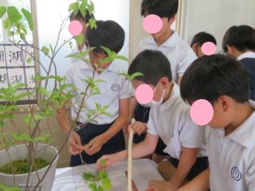こうぞの皮はぎ体験をする6年生