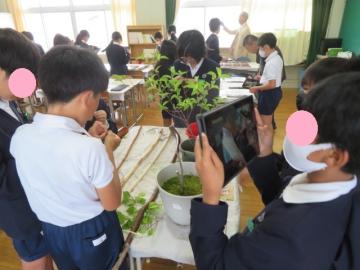 皮はぎ作業を撮影する6年生