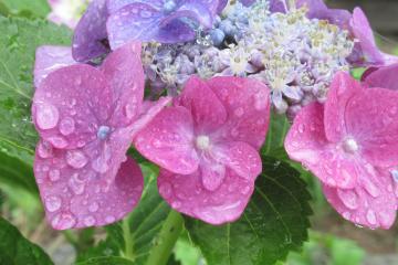 雨の朝　校庭の紫陽花