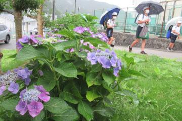 正門そばの紫陽花