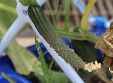 野菜　きゅうり