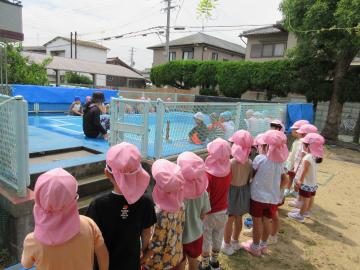 5歳児のプール遊びの様子を見る4歳児