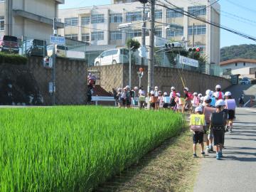 緑の水田と登校する児童