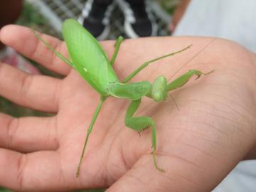 カマキリ