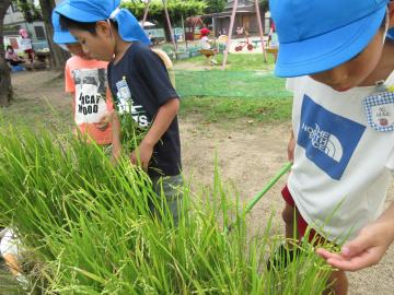 稲の成長を見ている5歳児