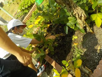 枝豆を収穫している写真