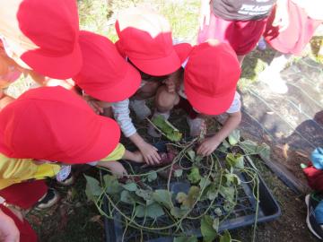収穫したサツマイモを見る3歳児
