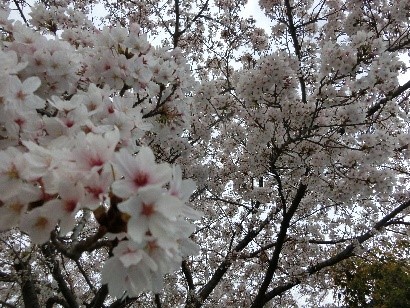 校庭の桜1