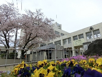 校庭の桜2