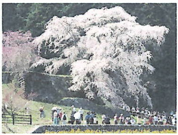 宇陀市又兵衛桜