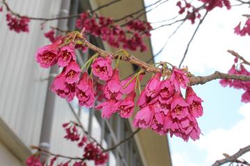 校庭の緋寒桜