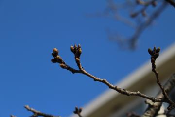 校庭の桜のつぼみ