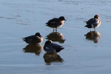 凍った甲池と水鳥