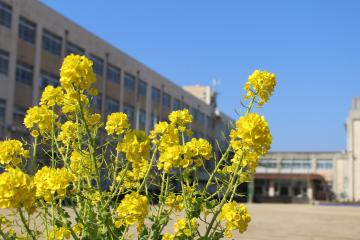 豊富小中の菜の花