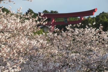 4月甲山の鳥居