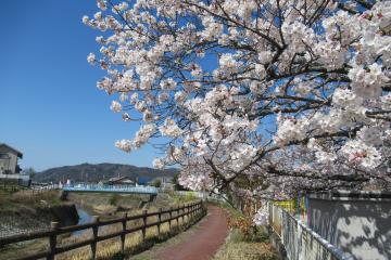 4月神谷川土手