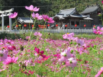 岩屋の神社と秋桜