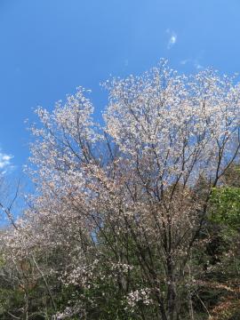 桜です