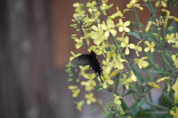 ジャコウアゲハが菜の花の密を吸っています