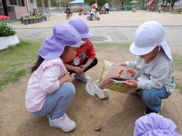 だんごむしについて絵本で調べる幼児