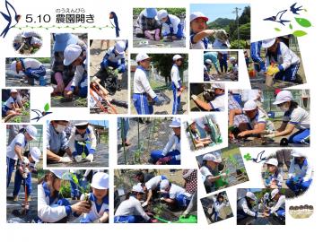 子供達が畝に苗を植えている様子