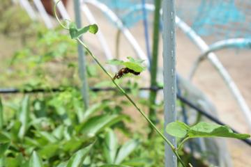 ジャコウアゲハの幼虫が大きくなっています