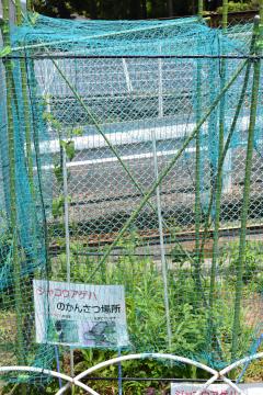 ウマノスズクサに網を被せています