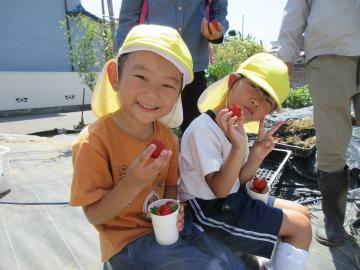 屋外でいちごを食べる園児たちの様子