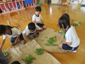 室内でソラマメを数える園児たちの様子