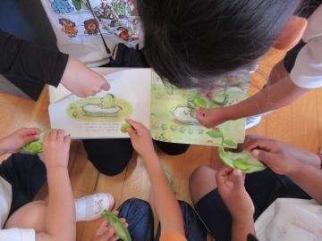 室内で、絵本「ソラマメくんのべっと」と本物ノソラマメを比べている園児たちの様子