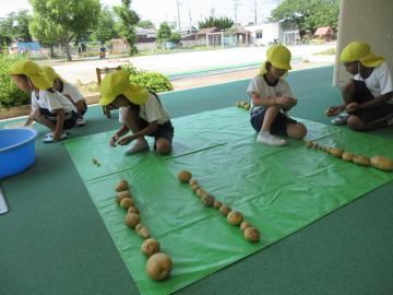 掘ったジャガイモ堀りを並べているところ