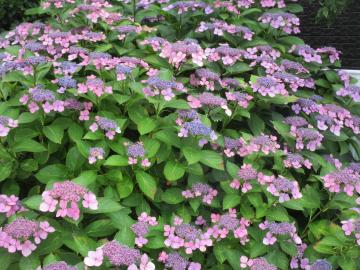紫陽花の花