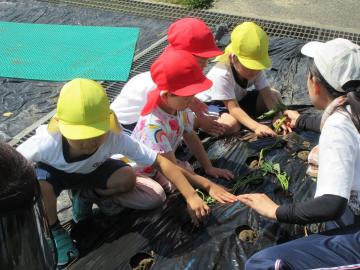 サツマイモの苗植えの様子