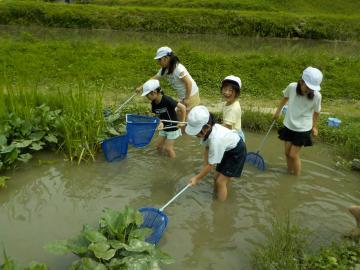 児童が網で生き物を探している様子