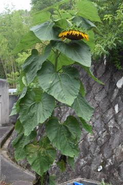 向日葵の花が重くなったようです
