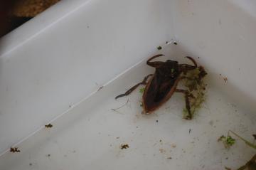 大きな雌のタガメです
