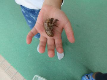 セミの抜け殻